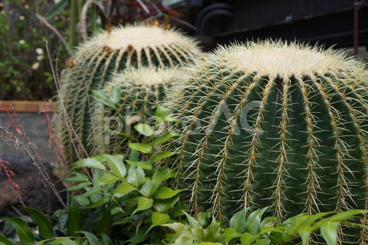 どっしりとしたサボテン 多肉植物,サボテン,乾燥地の植物の写真素材