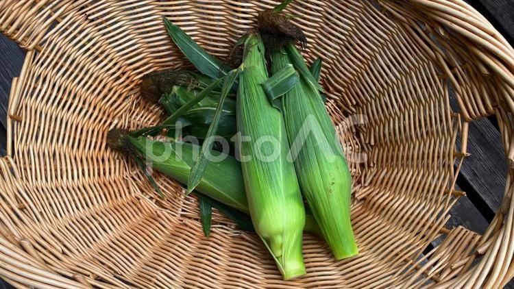 とうもろこし収穫 とうもろこし,収穫,夏野菜の写真素材