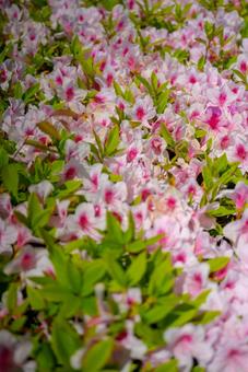 可憐なツツジの花畑 花,ツツジ,躑躅の写真素材