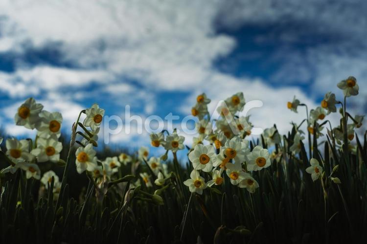 水仙の花 自然,花,植物の写真素材