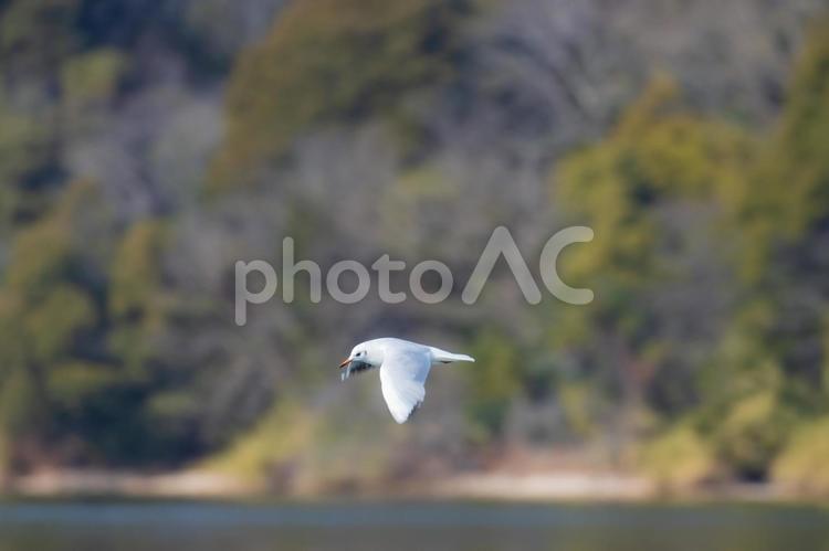 カモメが翔んだ日 鳥,バード,バードウォッチングの写真素材