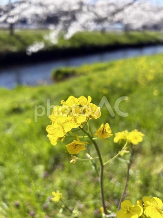 日を浴びる菜の花のクローズアップ 菜の花,アブラナ,花の写真素材