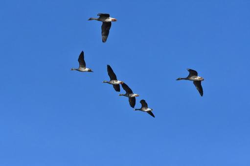 飛んでいくカモの売れ カモ,群れ,飛んでいくの写真素材