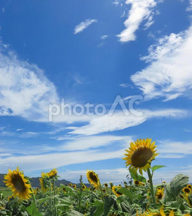 青空とひまわり畑 ひまわり,ひまわり畑,青空の写真素材