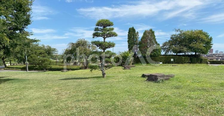 日本庭園風の松と整備された芝生 松の木,日本庭園,芝生の写真素材