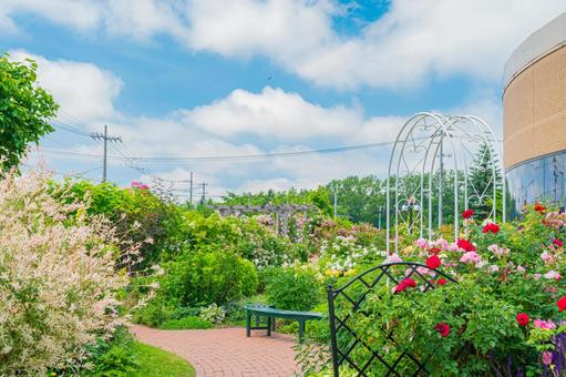 北海道 札幌のバラ園 北海道 札幌のバラ園の写真
