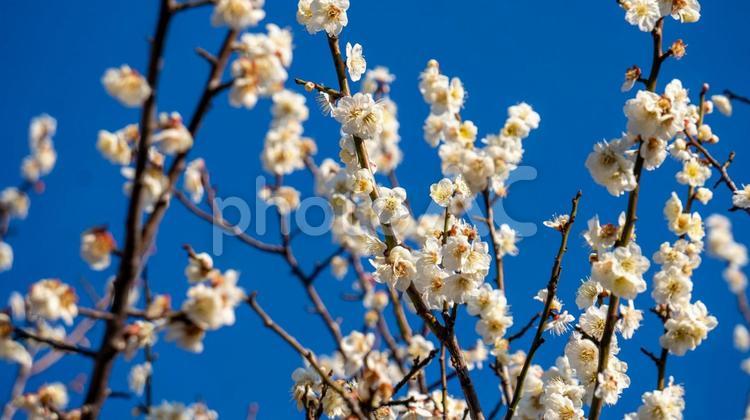 冬の終わりを告げる白い花々 梅の花,青空,春の予感の写真素材