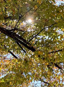 144_葉陰のきらめき 陽だまり,秋,キラキラの写真素材