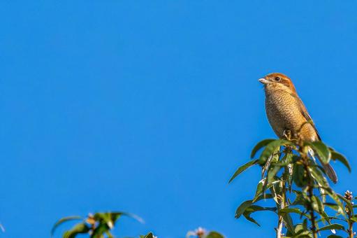 枝にとまるモズ・百舌鳥・コピースペース モズ,百舌鳥,野鳥の写真素材