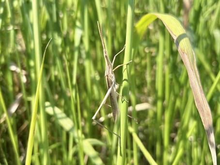 A brown grasshopper in the grass, JPG