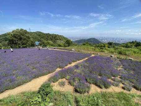 札幌市幌見峠のラベンダー園7月満開 札幌市幌見峠のラベンダー園7月満開 札幌市,ラベンダー,ラベンダー園の写真素材