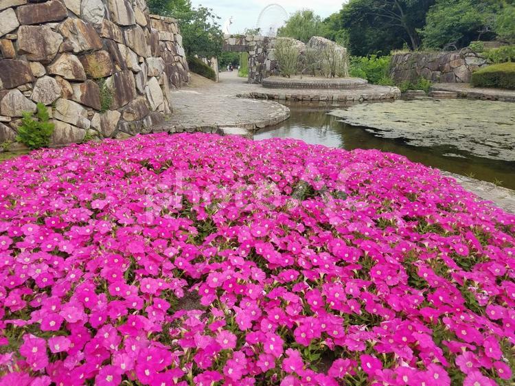 ピンク色のサフィニア　ミニ サフィニア,フラワー,自然の写真素材