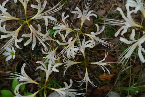 白いヒガンバナ 白いヒガンバナ 彼岸花,白,植物の写真素材