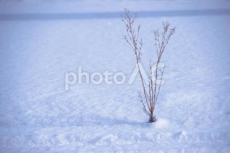 冬に枯れた植物 冬,雪,植物の写真素材