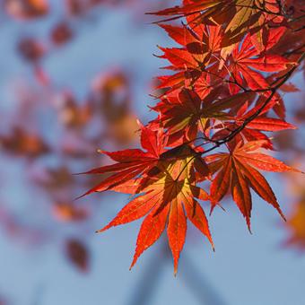 公園の紅葉 公園の紅葉の写真