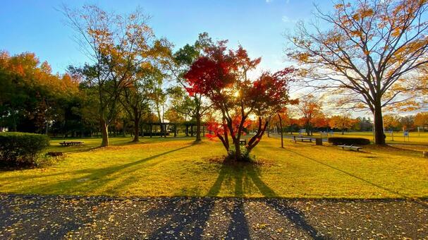 紅葉の北部公園（金沢） 紅葉,秋,公園の写真素材