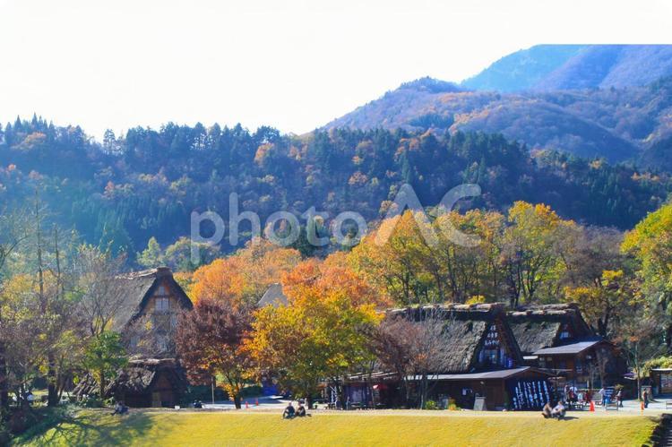 秋の白川郷　紅葉の合掌造り集落 白川郷,合掌造り,集落の写真素材