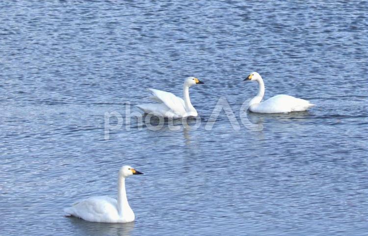 白鳥のひととき。 冬,鳥,野鳥の写真素材