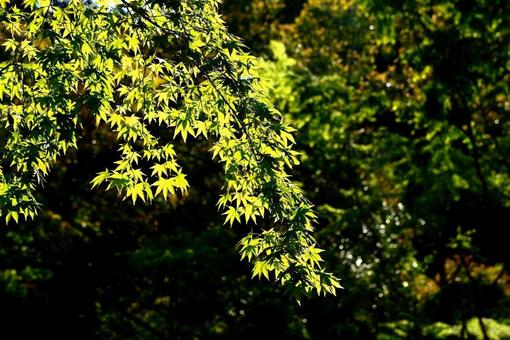 日差しの中のもみじ 日差しの中のもみじの写真