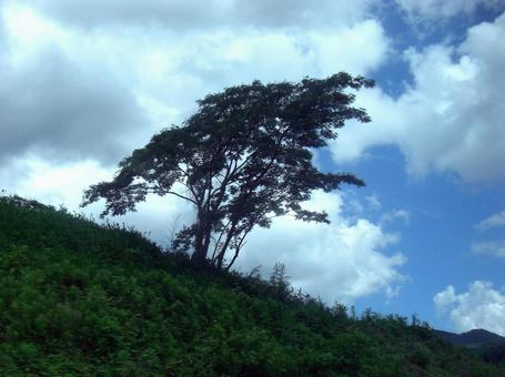 七月の雲-3の写真