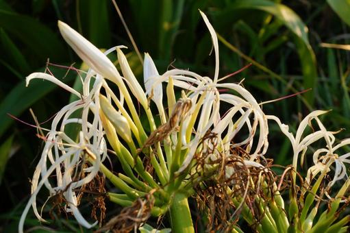 浜木綿の花 浜木綿の花 はまゆう,植物,花の写真素材