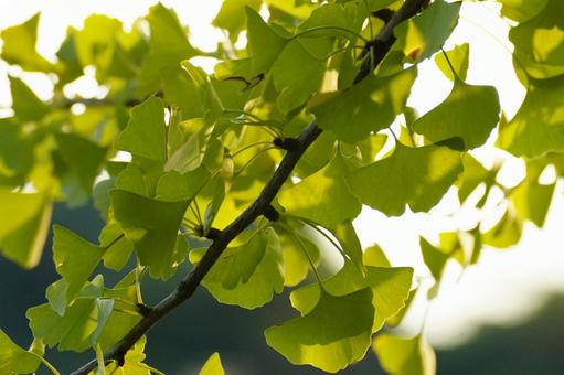 イチョウの葉 イチョウ,葉,黄葉の写真素材