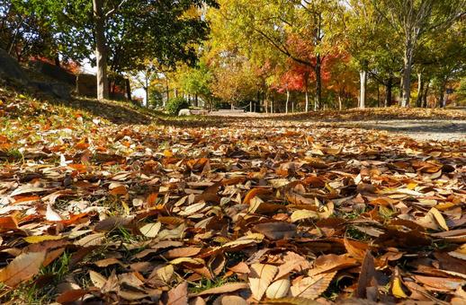 秋イメージ〜秋の自然公園の風景 秋イメージ〜秋の自然公園の風景 秋イメージ,紅葉,黄葉の写真素材