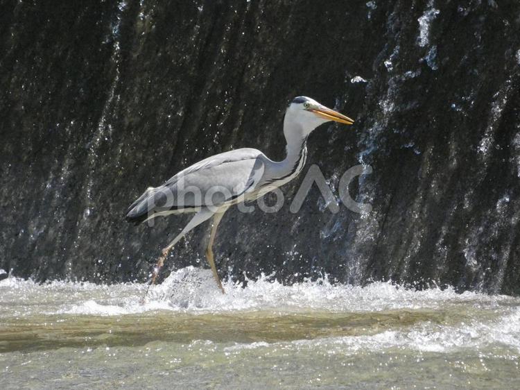 魚を呑み込むアオサギ 鳥,野鳥,アオサギの写真素材
