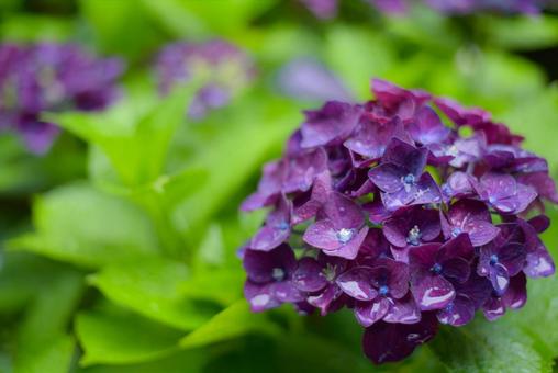 雨に濡れる紫の紫陽花 雨に濡れる紫の紫陽花の写真
