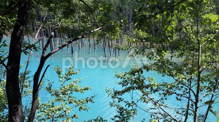 北海道の青い池 青い池,白金,北海道の写真素材