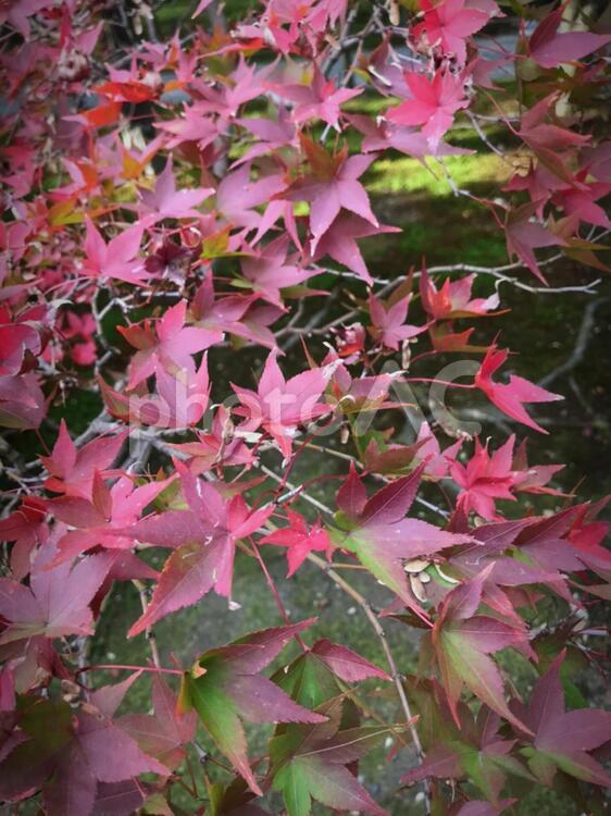 京のもみじ 葉,秋,何人もありませんの写真素材