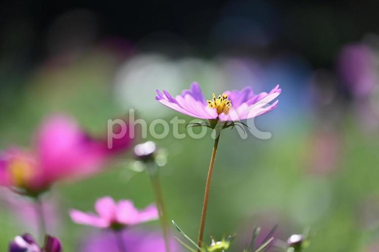 コスモス コスモス,秋,花の写真素材