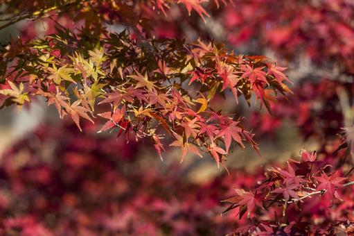 滝頭公園の紅葉2（田原市） イロハモミジ,紅葉,滝頭公園の写真素材