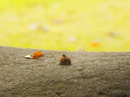 落ち葉と木の実 落ち葉と木の実 落ち葉,木の実,ドングリの写真素材