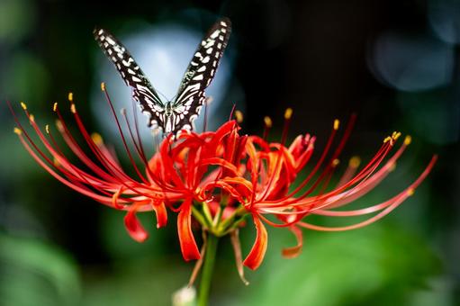 彼岸花とアゲハ蝶 彼岸花,ヒガンバナ,アゲハ蝶の写真素材