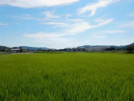 【風景写真】田んぼの様子 【風景写真】田んぼの様子の写真