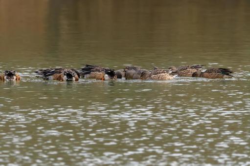 水面で採餌するハシビロガモの群れ 水面で採餌するハシビロガモの群れ ハシビロガモ,鳥,野鳥の写真素材