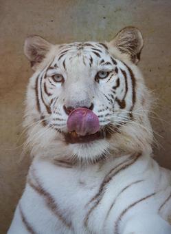 White Tiger, JPG