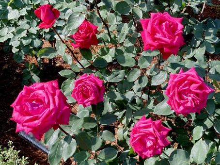 バラ バラ バラ,ローズ,花びらの写真素材