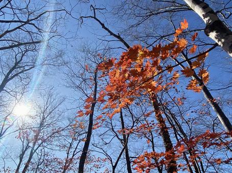 紅葉 紅葉 紅葉,秋,落葉の写真素材