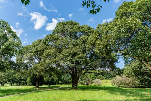 大きな木のある公園 大きな木のある公園 木,青空,晴れの写真素材