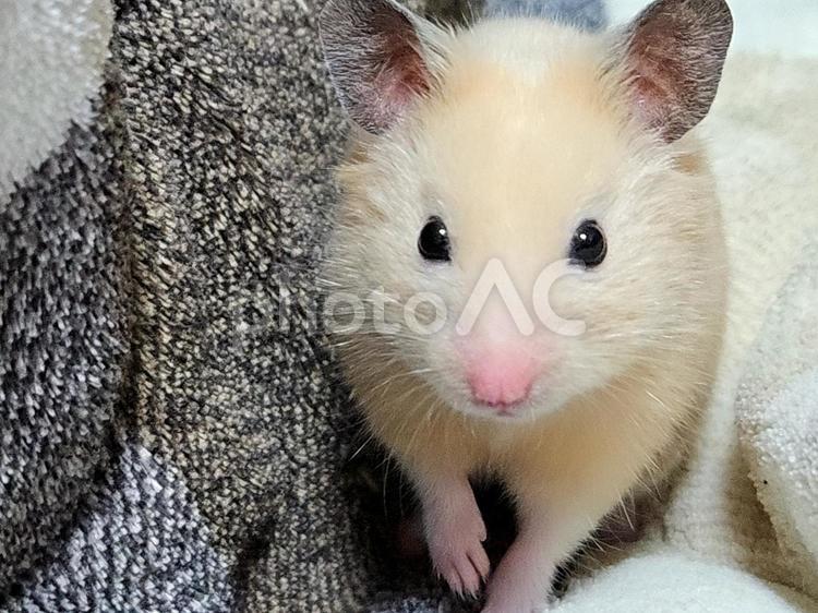 キンクマハムスター　ハムスター ハムスター,hamster,小動物の写真素材