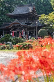 山口県　鰐鳴八幡宮の彼岸花 山口県,山口,山口観光の写真素材