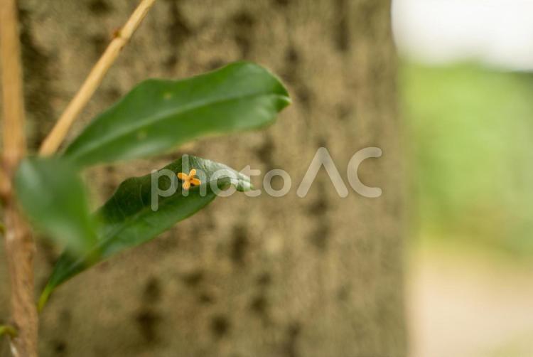 金木犀の花弁 金木犀,オレンジの花びら,オレンジの花の写真素材