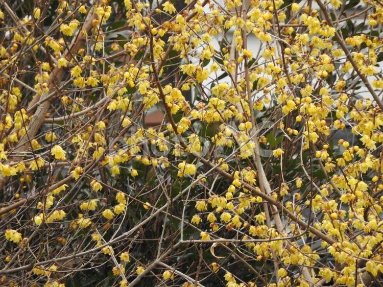 2月の風景 花,自然,風景の写真素材