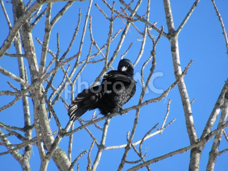 木の上のカラス カラス,鳥,空の写真素材