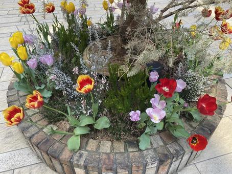 Photo, tulip, flowers, flower bed, 