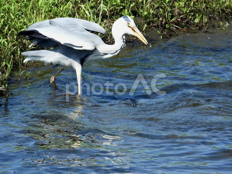 魚を狙うアオサギ 鳥,野鳥,アオサギの写真素材