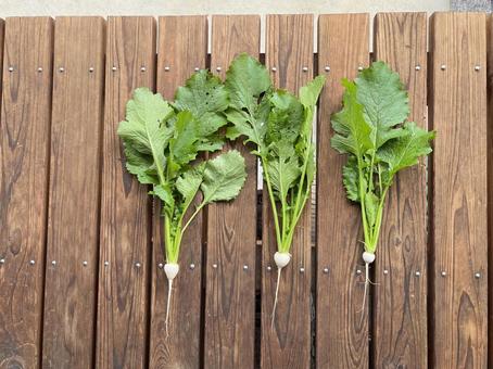 小蕪 小蕪,野菜,新鮮の写真素材