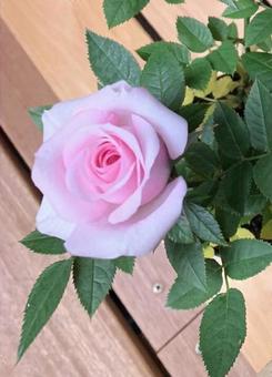 薔薇 薔薇の写真